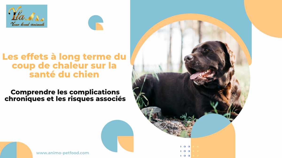 coup-de-chaleur-chez-le-chien-effets-a-long-terme-sur-la-sante